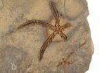 5.2" Ordovician Brittle Star (Ophiura) With Partials - Morocco - #196746-2